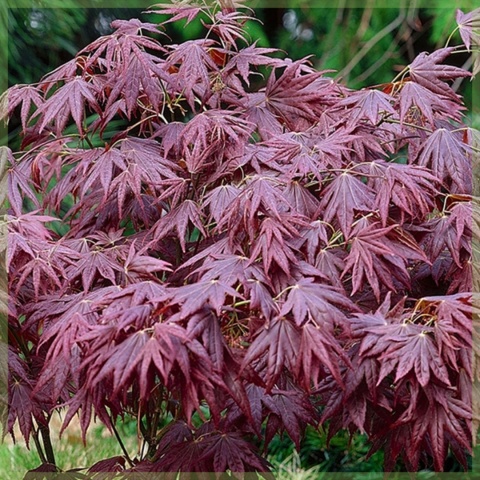Klon palmowy 'Atropurpureum' szczepiony Klon palmowy 'Atropurpureum' szczepiony