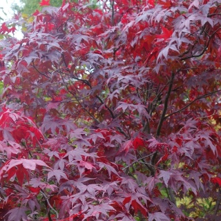 Klon palmowy 'Atropurpureum' szczepiony