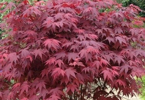 Klon palmowy 'Atropurpureum' szczepiony Klon palmowy 'Atropurpureum' szczepiony