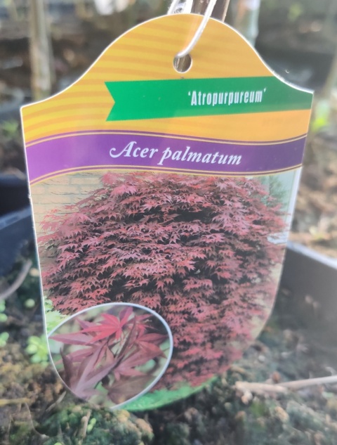 Sadzonki Klon palmowy 'Atropurpureum' szczepiony Sadzonki Klon palmowy 'Atropurpureum' szczepiony