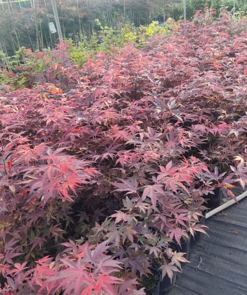 Sadzonki Klon palmowy 'Atropurpureum' szczepiony Sadzonki Klon palmowy 'Atropurpureum' szczepiony