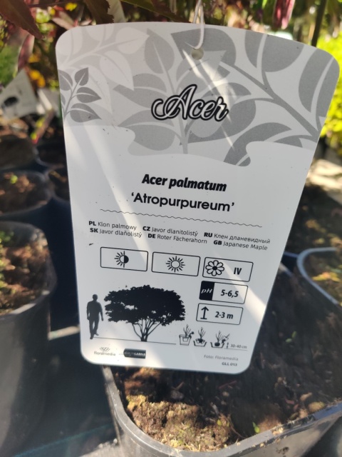 Sadzonki Klon palmowy 'Atropurpureum' szczepiony Sadzonki Klon palmowy 'Atropurpureum' szczepiony