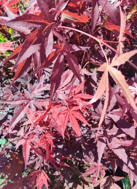 Sadzonki Klon palmowy 'Atropurpureum' szczepiony Sadzonki Klon palmowy 'Atropurpureum' szczepiony