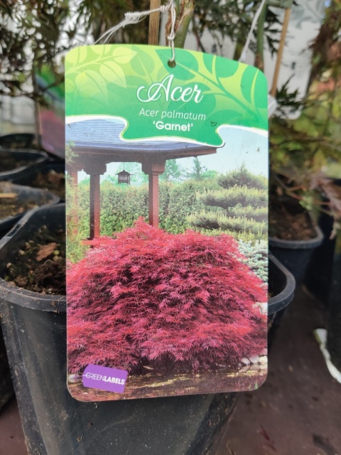 Sadzonki Klon palmowy ‘Garnet’ szczepiony