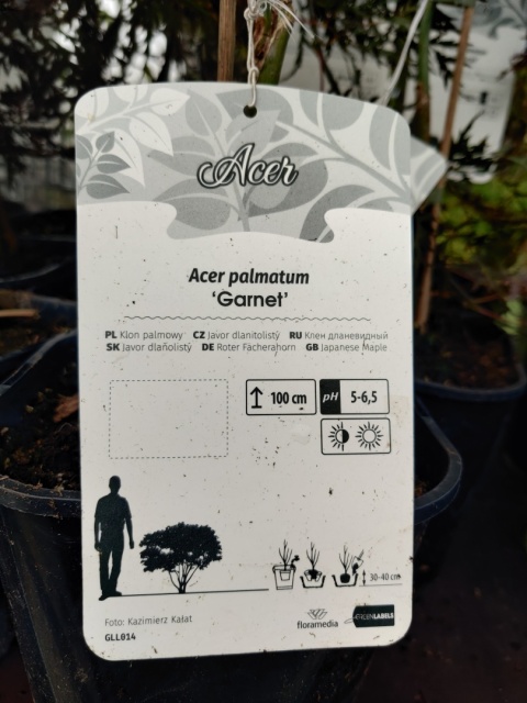Sadzonki Klon palmowy ‘Garnet’ szczepiony