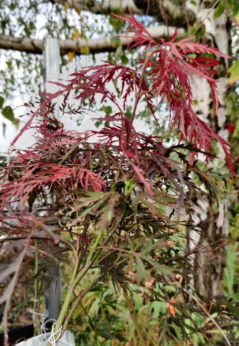 Sadzonki Klon palmowy ‘Garnet’ szczepiony