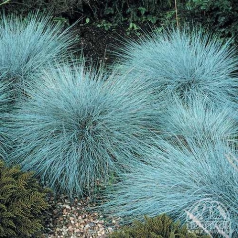 Kostrzewa sina ‘Elijah Blue’