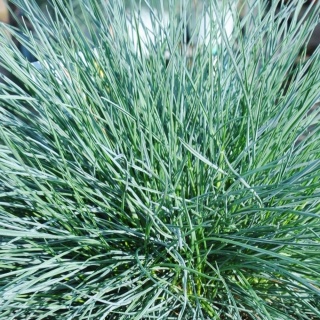 Kostrzewa sina 'Elijah Blue'