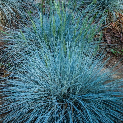 Kostrzewa sina ‘Elijah Blue’