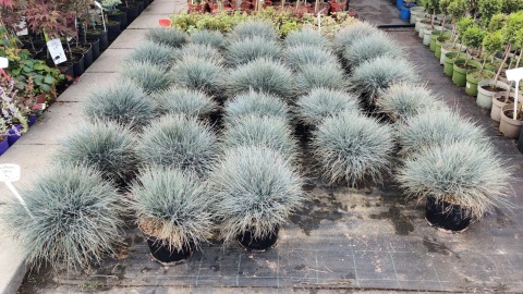 Sadzonki Kostrzewa sina ‘Elijah Blue’