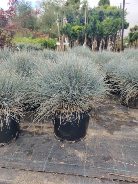 Sadzonki Kostrzewa sina ‘Elijah Blue’