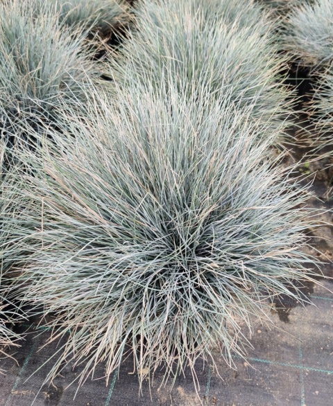 Sadzonki Kostrzewa sina ‘Elijah Blue’