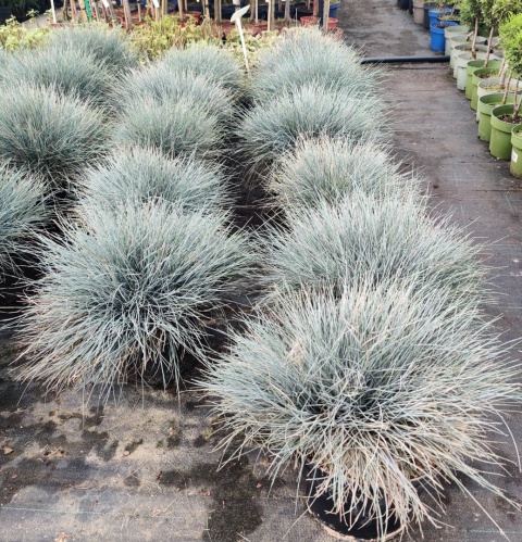 Sadzonki Kostrzewa sina ‘Elijah Blue’