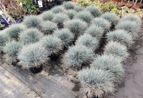 Sadzonki Kostrzewa sina ‘Elijah Blue’