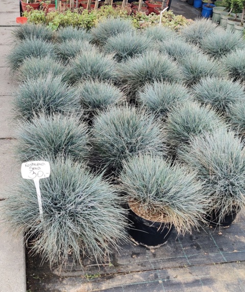 Sadzonki Kostrzewa sina ‘Elijah Blue’