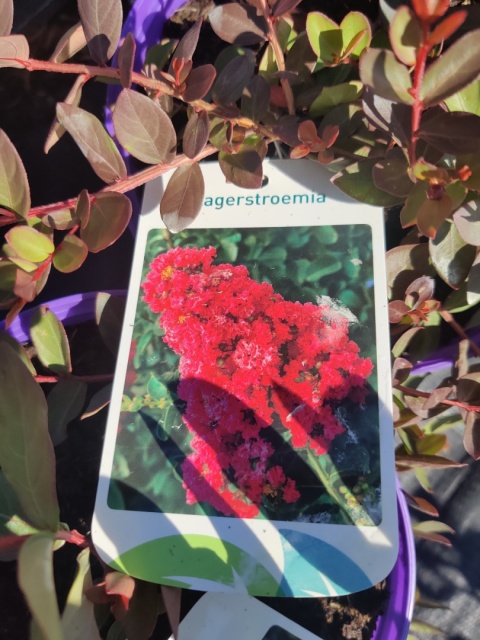 Sadzonki Lagerstremia 'Red Filli'