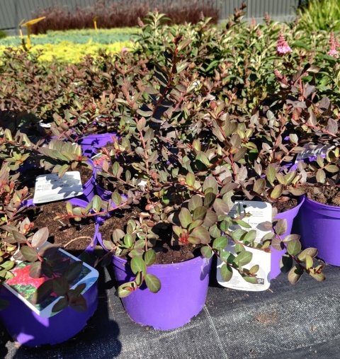 Sadzonki Lagerstremia 'Red Filli'
