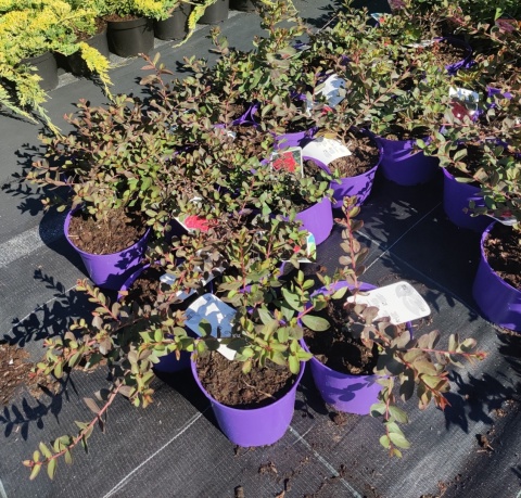 Sadzonki Lagerstremia 'Red Filli'