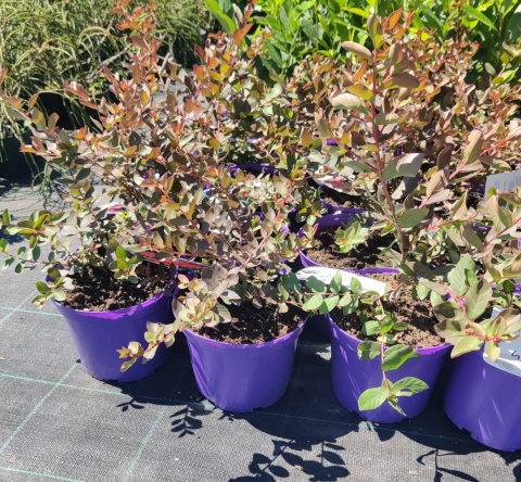 Sadzonki Lagerstremia 'Red Filli'