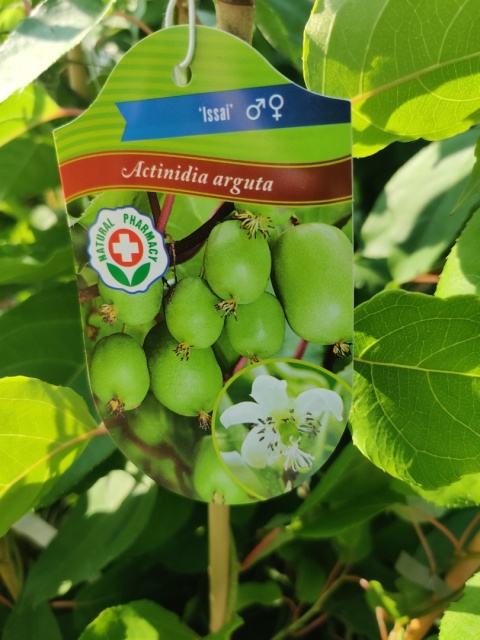 Sadzonki Mini Kiwi Actinidia 'Issai'