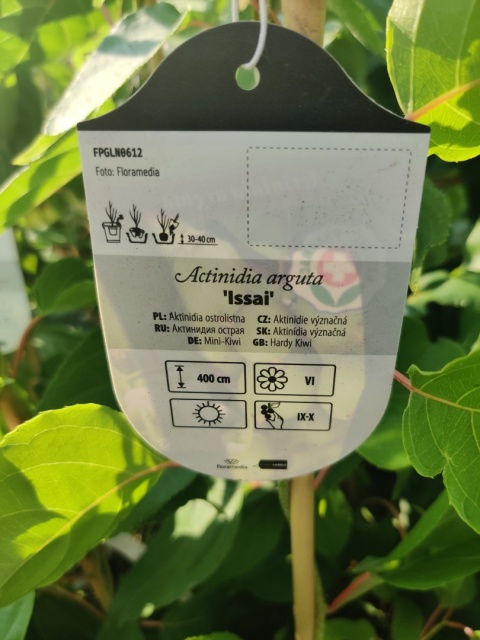 Sadzonki Mini Kiwi Actinidia 'Issai'