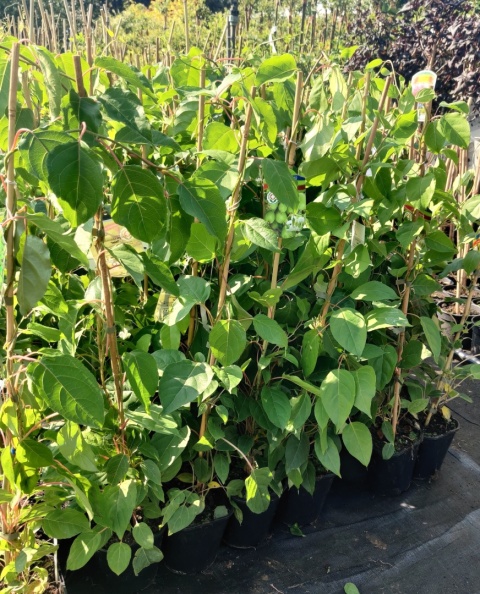 Sadzonki Mini Kiwi Actinidia 'Issai'