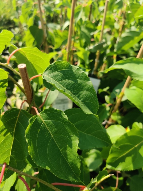 Sadzonki Mini Kiwi Actinidia 'Issai'