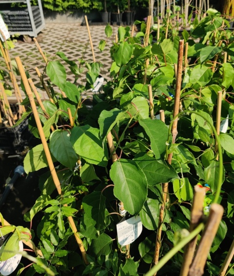 Sadzonki Mini Kiwi Actinidia 'Issai'