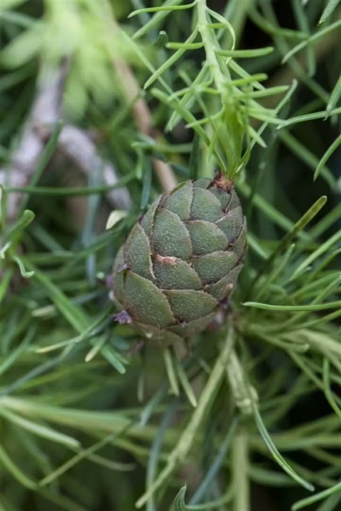 Modrzew japoński ‘Grey Pearl’ szczepiony