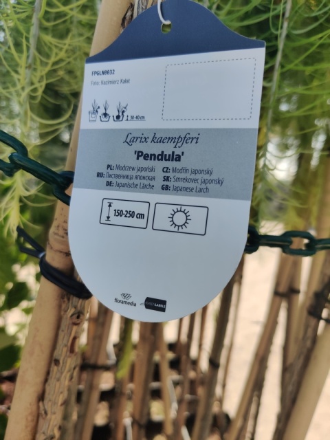 Sadzonki Modrzew japoński ‘Pendula’ szczepiony na pniu