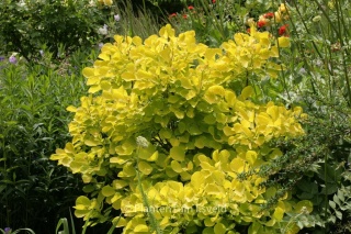 Perukowiec ‘Young Lady’, ‘Golden Spirit’ i ‘Royal Purple’