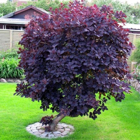 Perukowiec ‘Royal Purple’