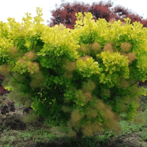 Perukowiec ‘Young Lady’