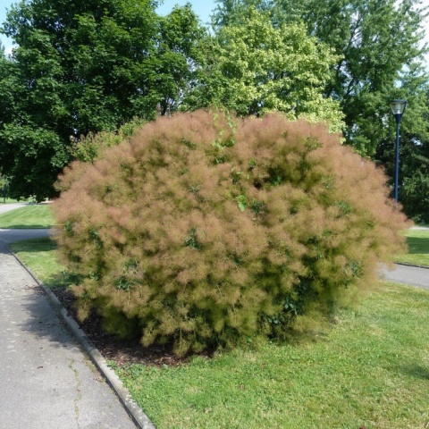Perukowiec ‘Young Lady’