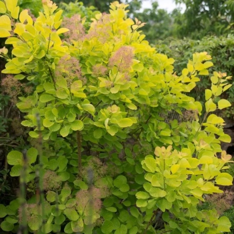 Perukowiec ‘Golden Spirit’