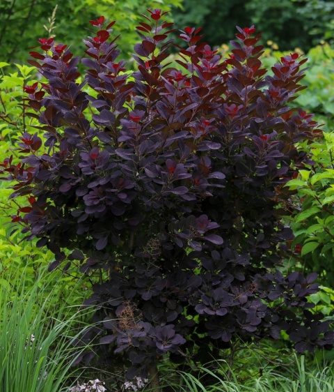 Perukowiec ‘Royal Purple’