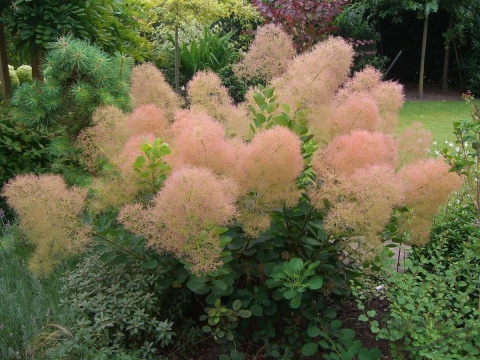 Perukowiec ‘Young Lady’
