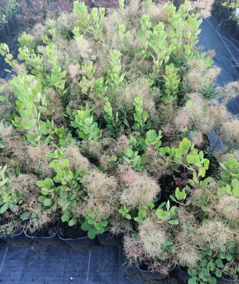 Sadzonki Perukowiec ‘Young Lady’