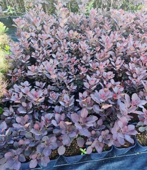 Sadzonki Perukowiec ‘Royal Purple’
