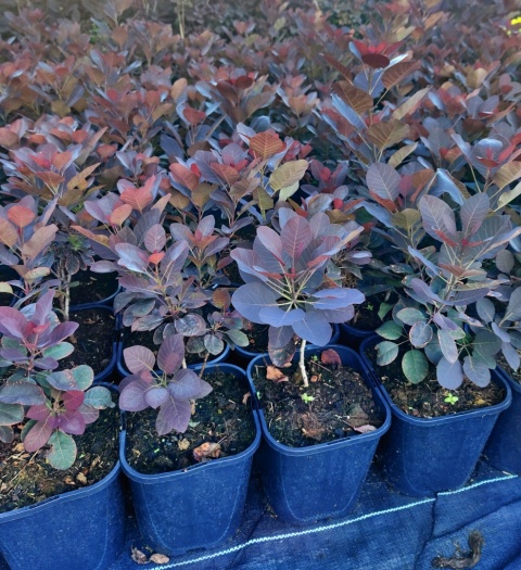 Sadzonki Perukowiec ‘Royal Purple’