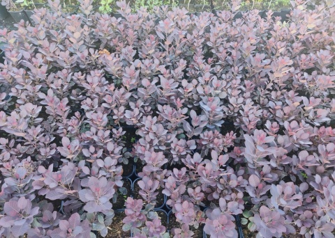 Sadzonki Perukowiec ‘Royal Purple’