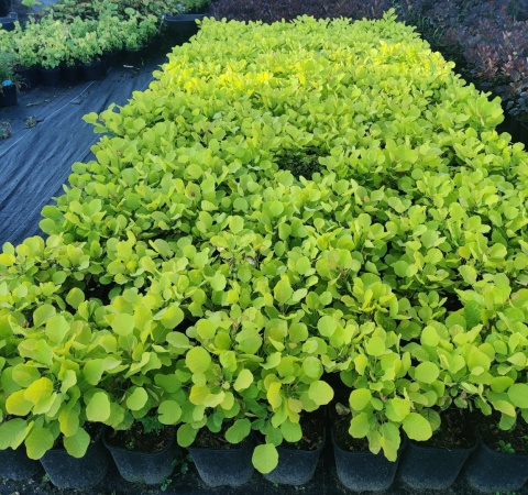 Perukowiec ‘Golden Spirit’