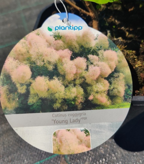 Sadzonki Perukowiec ‘Young Lady’