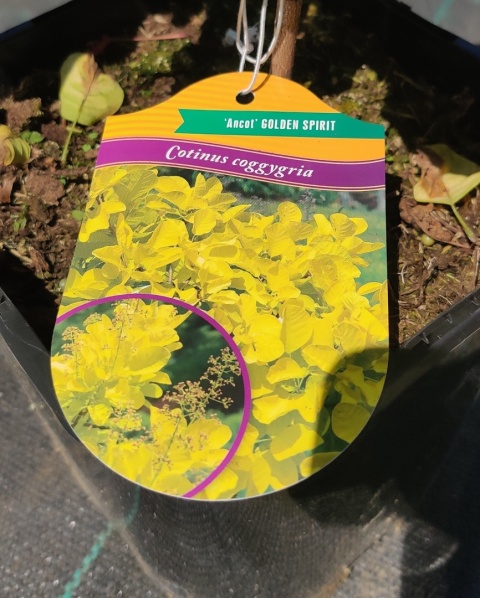 Sadzonki Perukowiec ‘Golden Spirit’