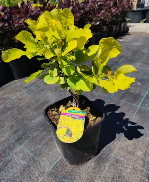 Sadzonki Perukowiec ‘Golden Spirit’