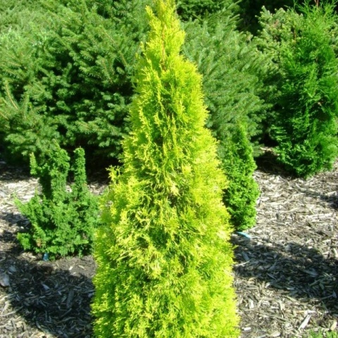 Tuja ‘Janed Gold’