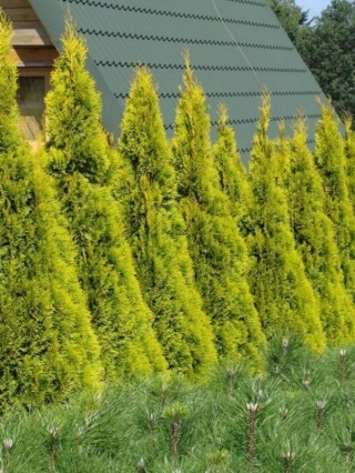 Tuja ‘Janed Gold’