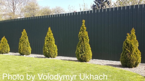 Tuja ‘Janed Gold’