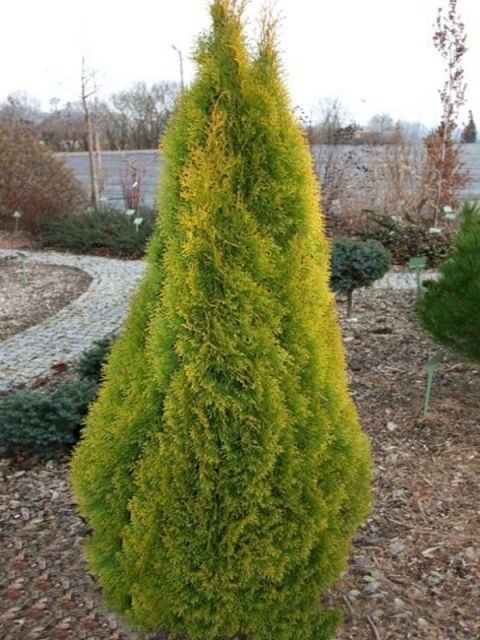 Tuja ‘Janed Gold’