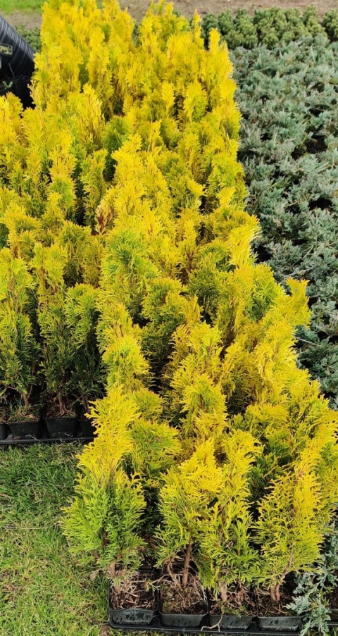 Sadzonki Tuja ‘Janed Gold’